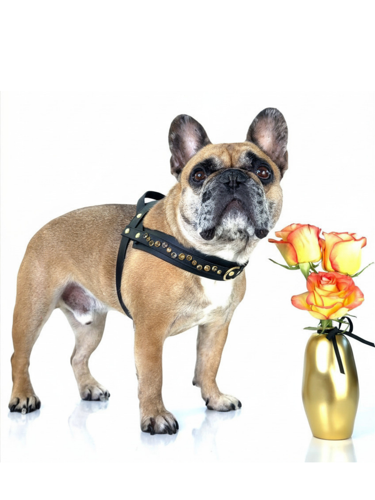 Dog Harness | Golden Hour