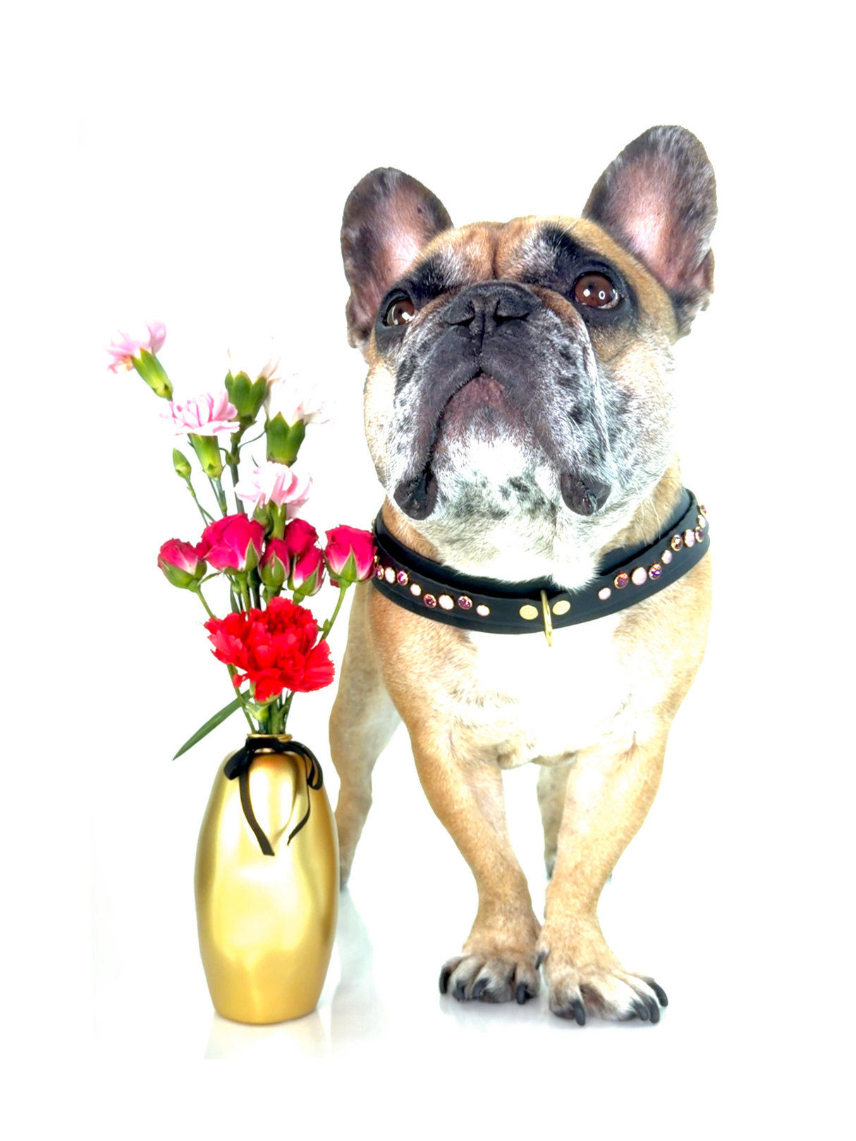 Dog Harness | Rosy Radiance