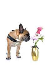Dog Harness | Iridescence