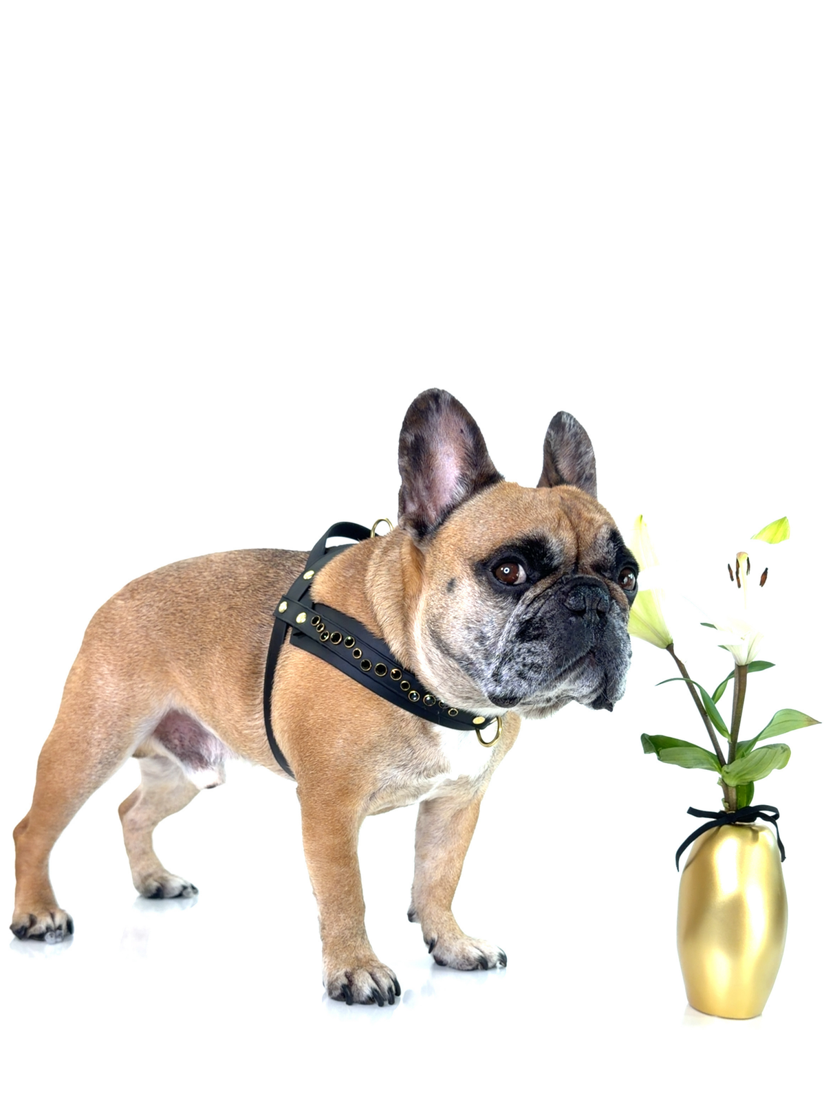 Dog Harness | Noir Luxe