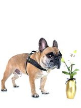 Dog Harness | Noir Luxe