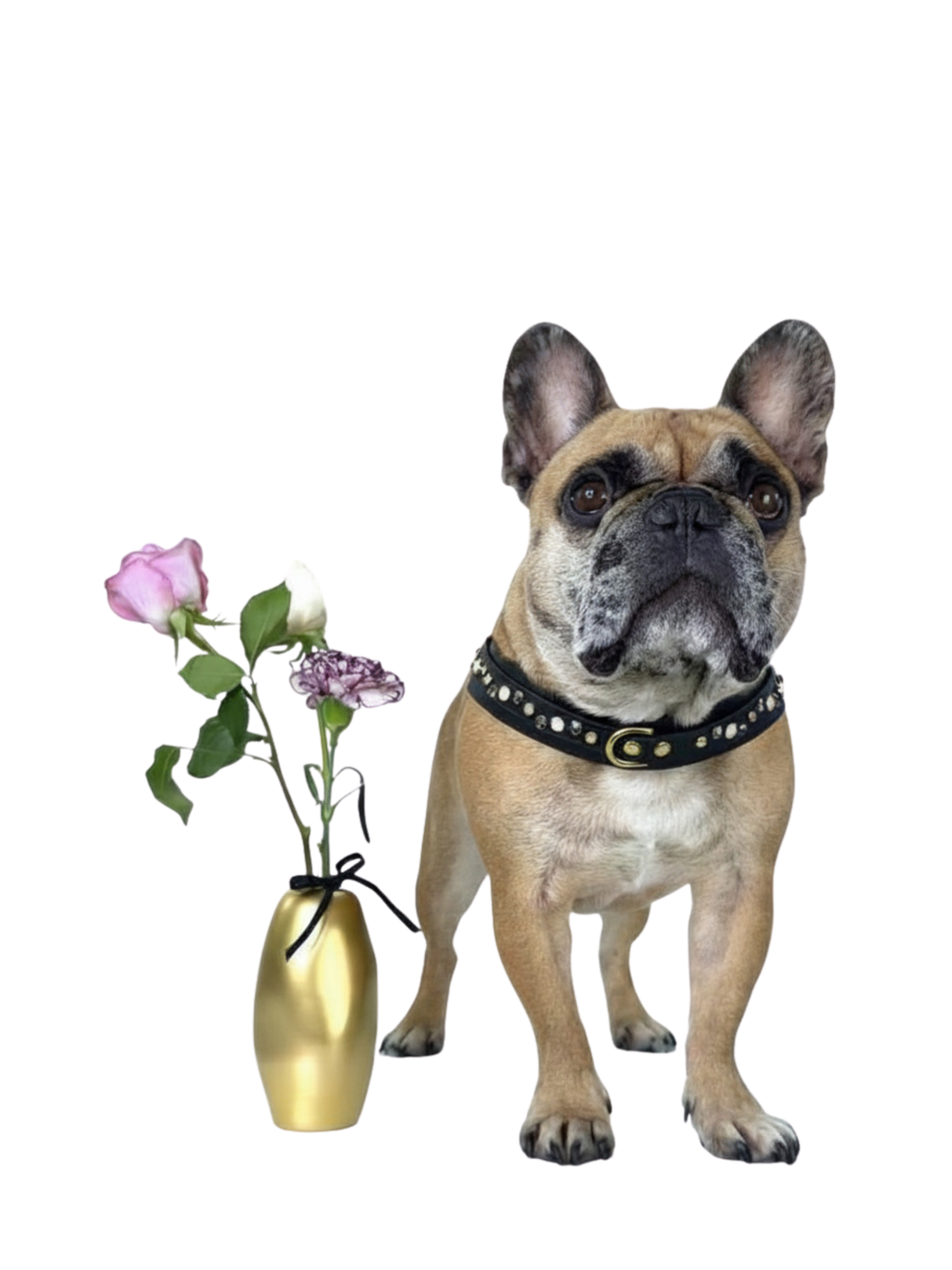 Dog Harness | Wild Orchid
