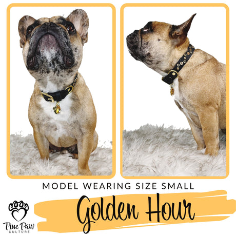 Golden Hour | Luxe | Single Strap Buckle Collar