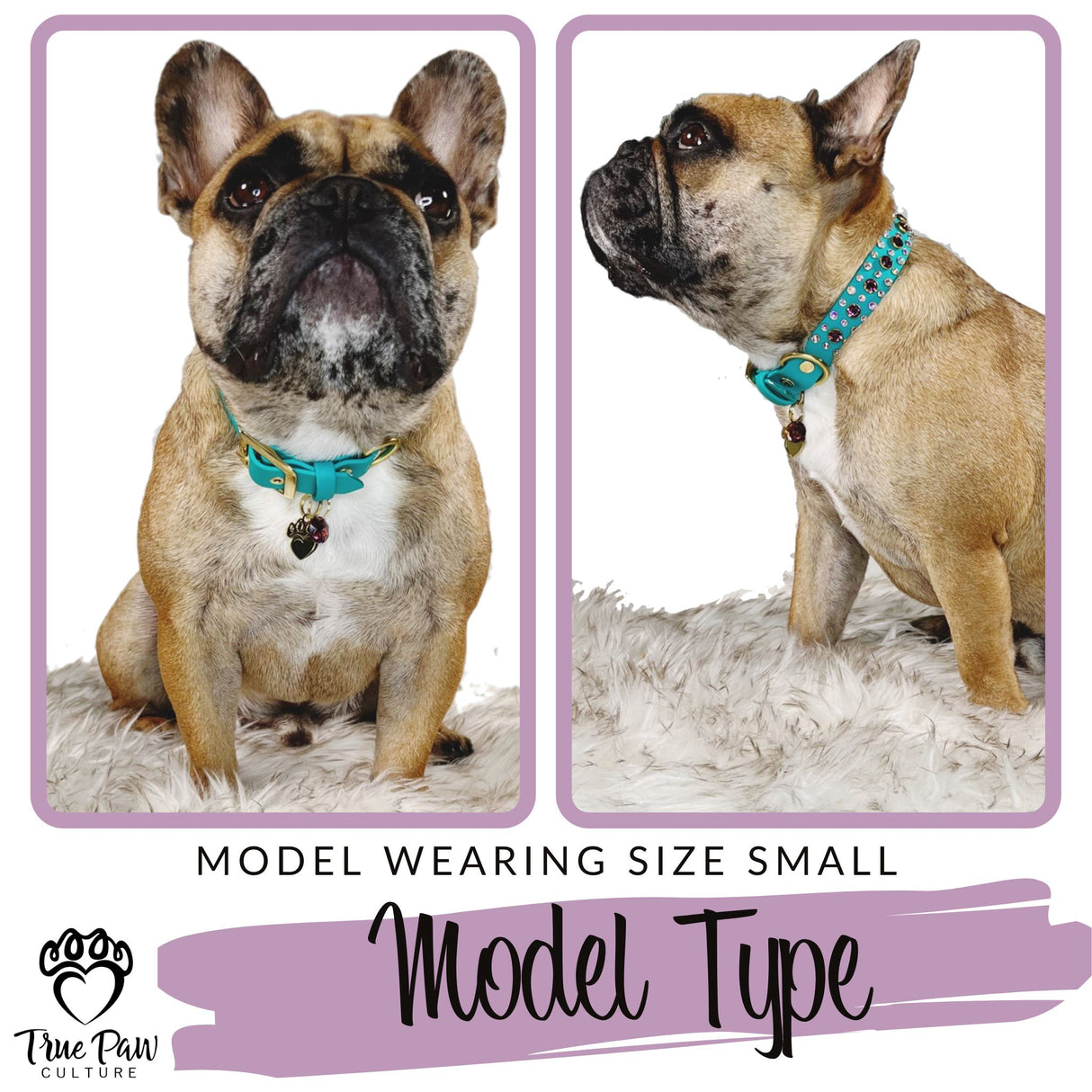 Model Type | Endeavor | Single Strap Buckle Collar