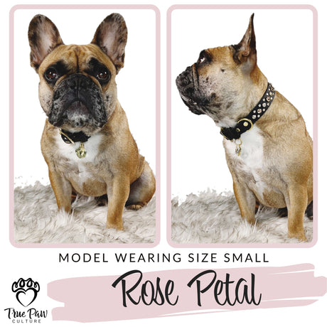Rose Petal | Decadence | Single Strap Buckle Collar