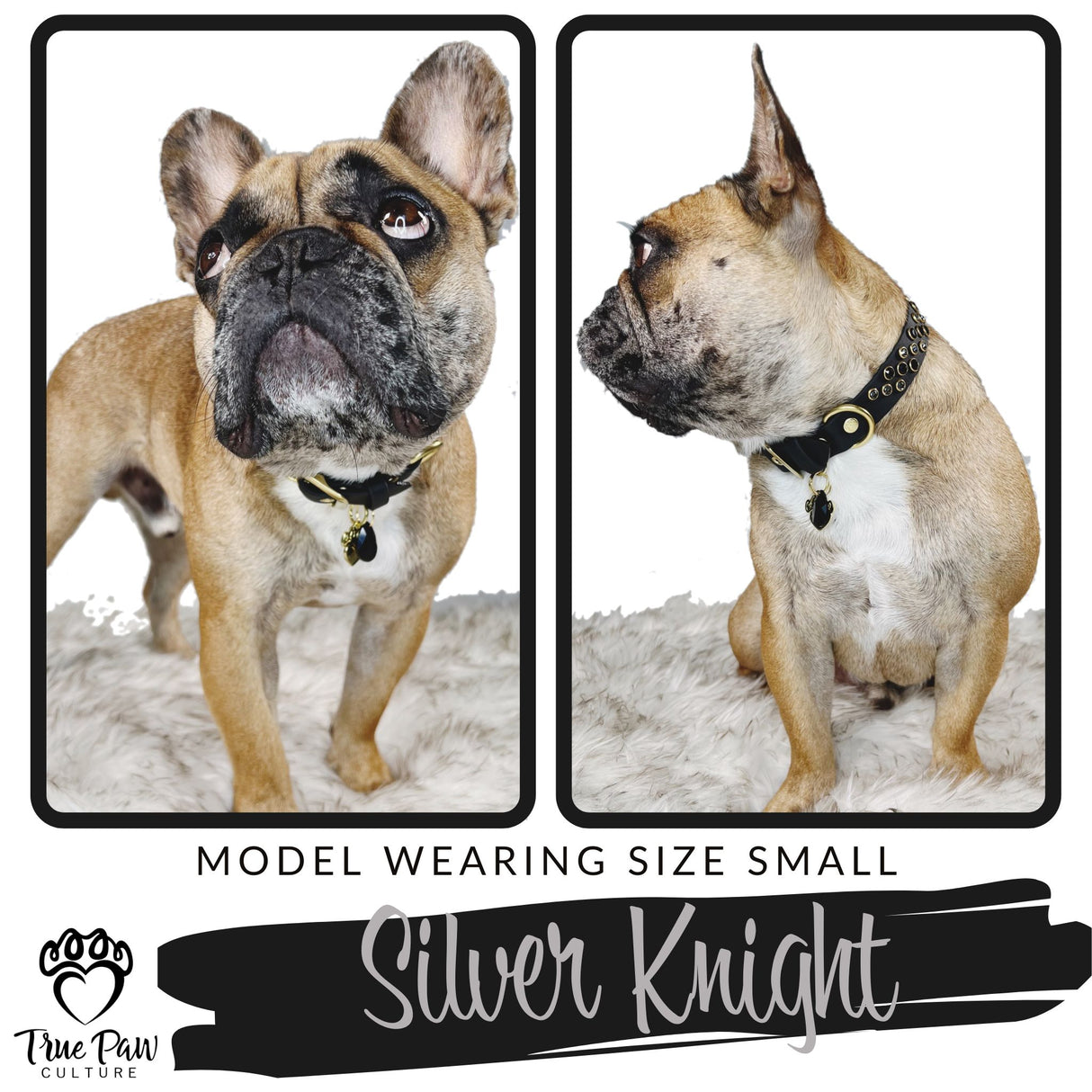 Silver Knight | Radiance | Single Strap Buckle Collar