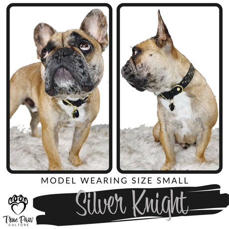Silver Knight | Radiance | Single Strap Buckle Collar